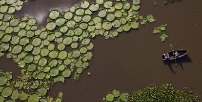 Cientos de plantas Victoria Cruziana flotan sobre el agua del río Salado en Piquete Cué (Paraguay).