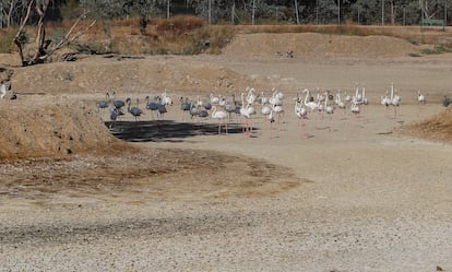 Un grupo de flamencos recorre una laguna completamente seca en La Cañada de los Pájaros, un humedal de La Puebla del Río (Sevilla) junto al Espacio Natural de Doñana que fue creado en 1986 sobre una gravera abandonada, y que está en peligro por una sequía peor que la del año pasado a causa de la falta de precipitaciones y las altas temperaturas. 