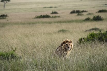 Un león, entre la hierba alta, donde a veces no se divisan hasta estar muy cerca.