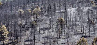 Uno de los parajes de Chequilla (Guadalajara) afectado por el incendio.