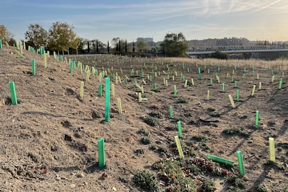 Estado en el que se encuentran parte de los más de 2.000 árboles plantados este año por el Ayuntamiento en uno de los parques de Ensanche de Vallecas.