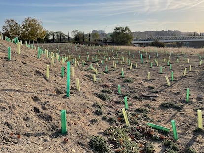 Estado en el que se encuentran parte de los más de 2.000 árboles plantados este año por el Ayuntamiento en uno de los parques de Ensanche de Vallecas.