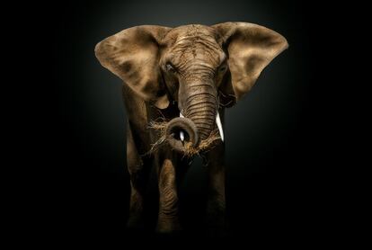 O elefante africano tem o maior cérebro do reino animal e, segundo uma declaração de 2012, assinada por Stephen Hawking e outros cientistas, todos os animais têm consciência.