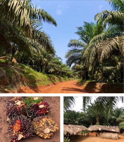 ARRIBA: Plantación de PHC en Lokutu. Huileries du Congo, actual PHC, fue fundada en 1911 por el británico William Hesketh Lever, primer vizconde Leverhulme. Al cabo de 18 años, la empresa de Lever Brothers se fusionó con la holandesa Margarine Union. Había nacido el imperio Unilever. El gigante anglo-holandés controló la PHC hasta 2009, cuando pasó a manos del grupo canadiense Feronia, cotizado en la bolsa de Toronto. La mayoría de las acciones estaban en manos de los bancos europeos de desarrollo. Desde 2020 y tras la quiebra de Feronia, los propietarios son firmas de capital privado. IZQUIERDA: Frutos de palma aceitera. Un racimo pesa entre diez y 40 kilos y sus pinchos infligen dolorosas heridas. DERECHA: Hogares a pie de plantación. Las comunidades no tienen donde erigir sus viviendas.