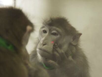 Uno de los macacos del estudio, durante los experimentos.