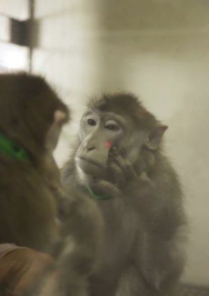 Uno de los macacos del estudio, durante los experimentos.