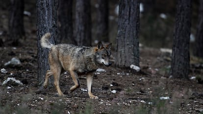 Lobo en semilibertad en el Centro del lobo ibérico de Castilla y León, en Robledo (Puebla de Sanabria).