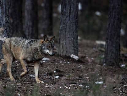 Lobo en semilibertad en el Centro del lobo ibérico de Castilla y León, en Robledo (Puebla de Sanabria).