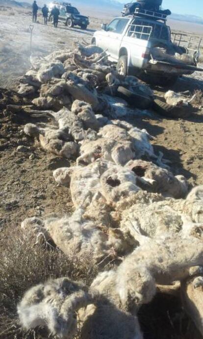 Ejemplares de saiga hallados muertos en Mongolia.