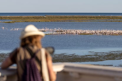 Una visitante del Delta Birding Festival observa flamencos en el recinto del festival.