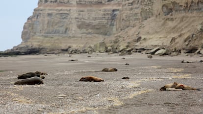 Bird flu devastating sea lions in Argentine Patagonia