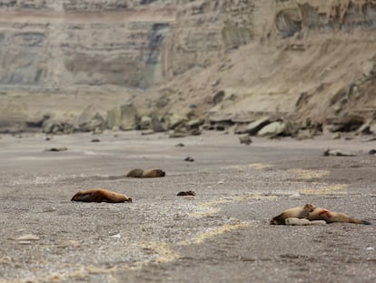 Lobos marinos, algunos muertos, yacen en la playa de Punta Bermeja, en la Patagonia argentina, el 28 de agosto de 2023.