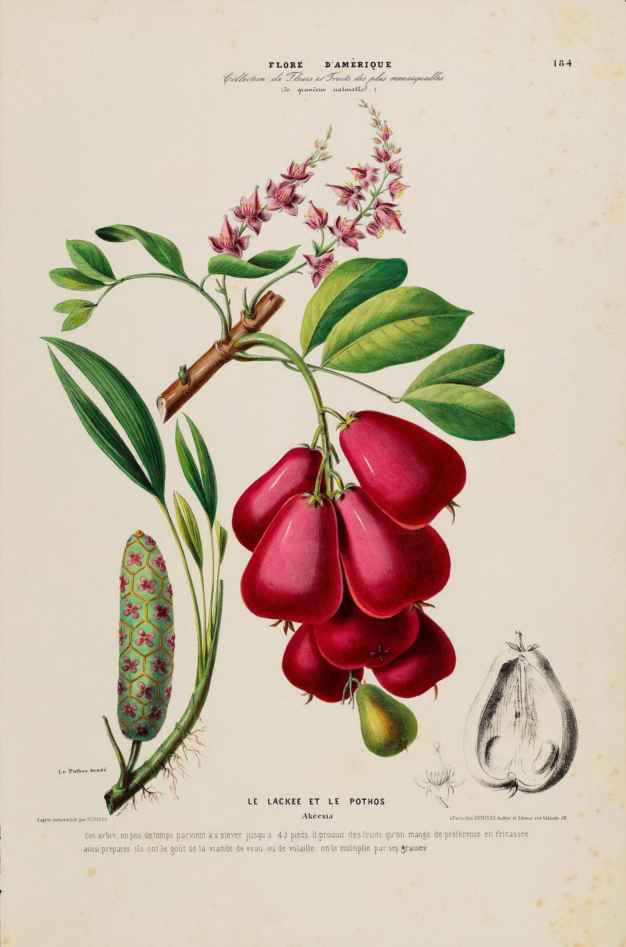 Ilustración del fruto de una Akersia incluida en el libro 'Para un herbario', de Colette.