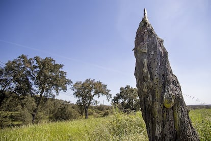 Restos de un árbol afectado por insectos y otras plagas.