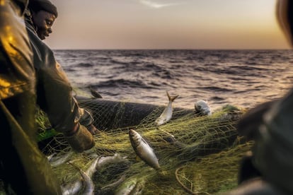 Los marineros suben pescado a la barcaza.