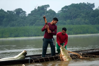 Los hermanos Gibson y Manuel Cunha Da Lima pescan un pirarucú. Al sacarlo del agua, lo golpean en la cabeza para matarlo.