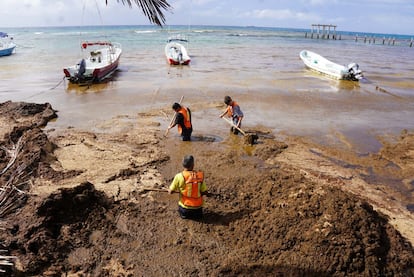 Las algas han exacerbado el estrés que ya existe en los arrecifes de la región del Caribe.