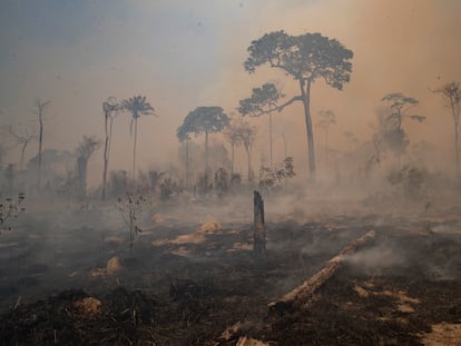 O fogo consumiu a floresta nos arredores de Novo Progresso, no Pará, em 23 de agosto.