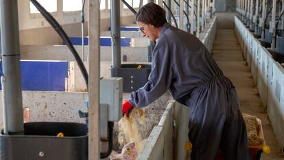 Una empleada de Vall Companys reparte paja a los cerdos en Lleida. Foto cedida por la empresa.