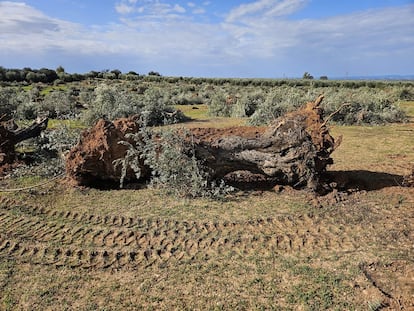 Campos de olivos de Lopera (Jaén), expropiados para construir una planta fotovoltaica. / PLATAFORMA CAMPIÑA NORTE CONTRA LAS MEGAPLANTAS SOLARES