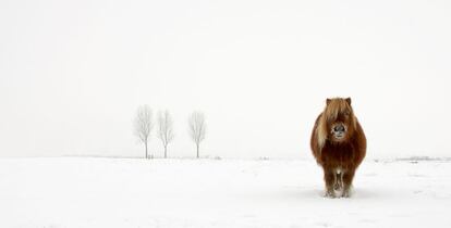 'Pony con frío' del fotógrafo Gert van den Bosch de Holanda, ganador en la categoría Naturaleza y Fauna.