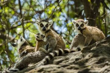 Lémures en Madagascar.