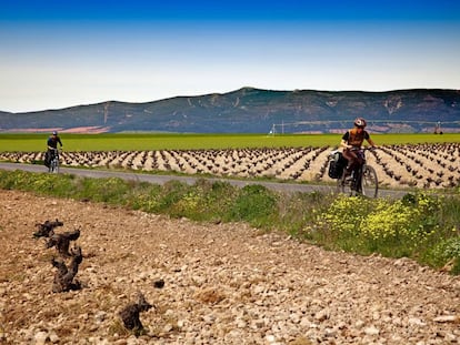 Dos ciclistas atraviesan un campo de viñedos en las inmediaciones de Las Tablas de Daimiel (Ciudad Real).
