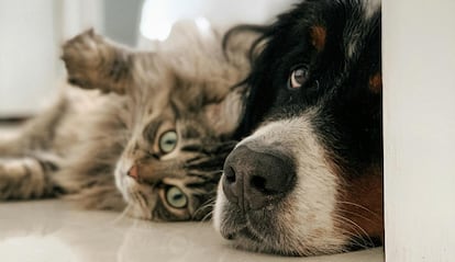 Perro junto a una gato