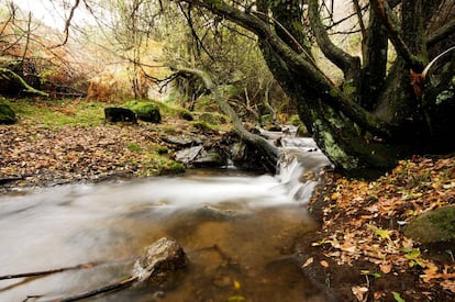 Bosque otoñal en Somosierra (Madrid).