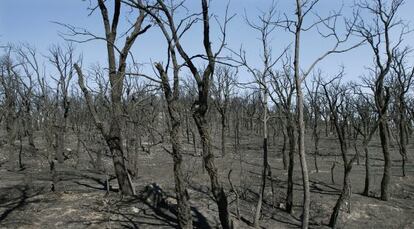 Estado del bosque cercano al pueblo de Agullana debido al incendio que ha quemado unas 14.000 hectáreas en Girona.