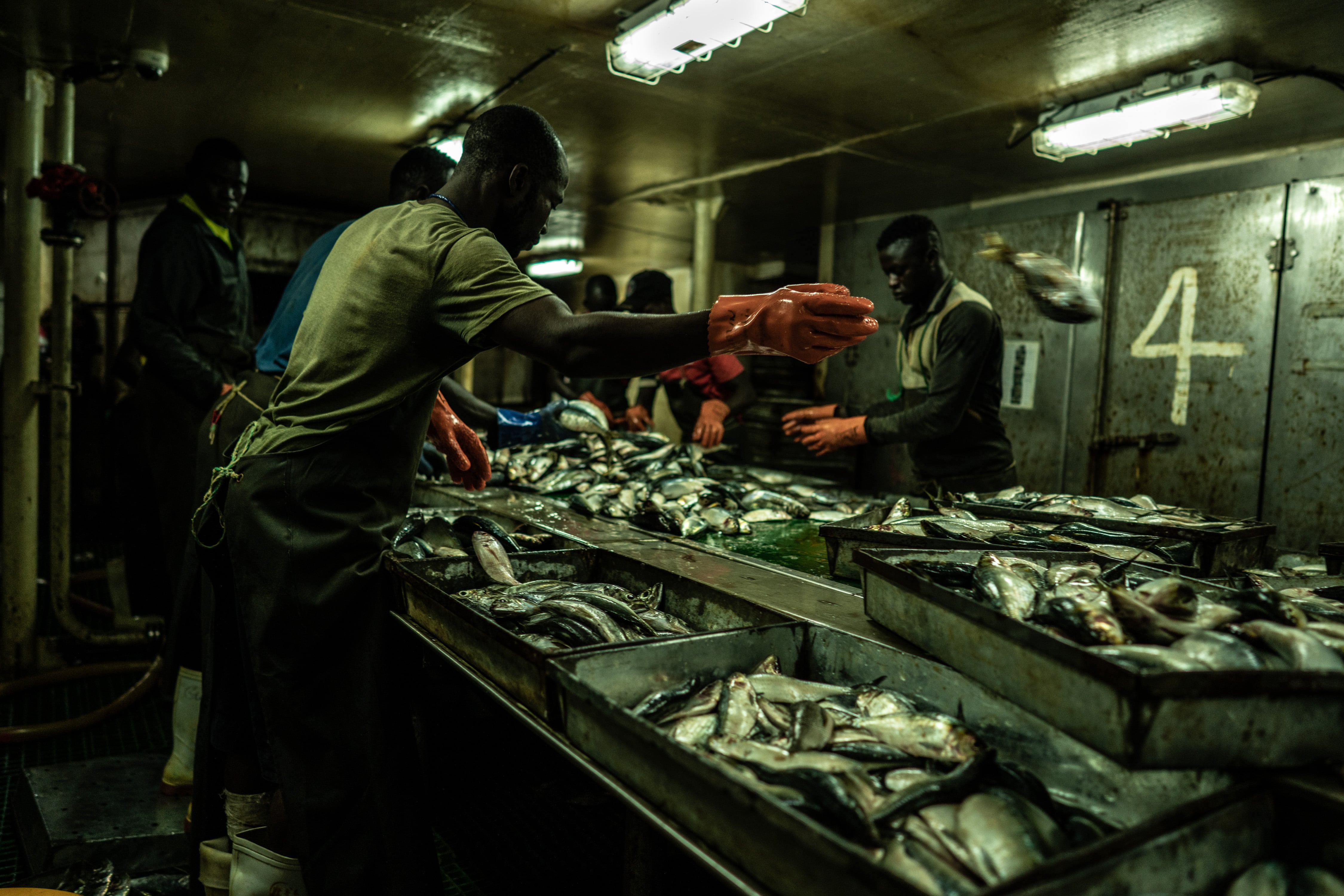 La acuicultura agota los océanos: un salmón de cultivo puede llegar a consumir más de seis veces su peso en peces silvestres