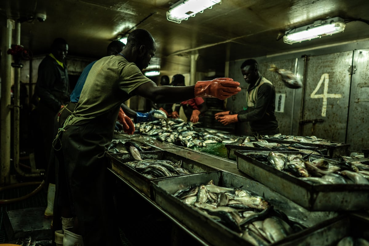 Aquaculture is depleting the oceans: A farmed salmon can consume more than six times its weight in wild fish