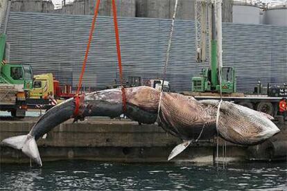 Operación de rescate en el puerto de Barcelona del cadáver de una ballena de 18 metros de longitud.