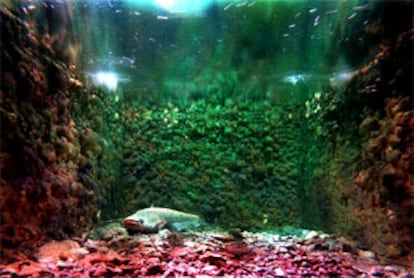El siluro blanco en el acuario del Ecomuseo de Deltebre.