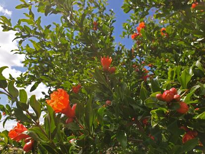 Granado al inicio de su floración.