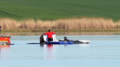La operación para transportar a la ballena jorobada Timmy del Báltico al mar del Norte