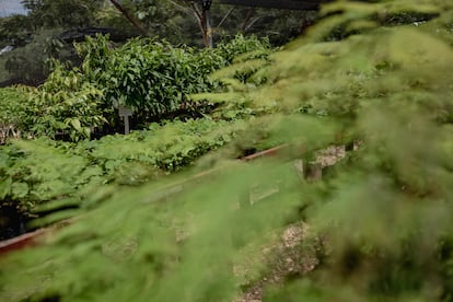 Detalle de las plantas que crecen en el Semillero de Paz de Doncello, instalado en el centro poblado de San José. 