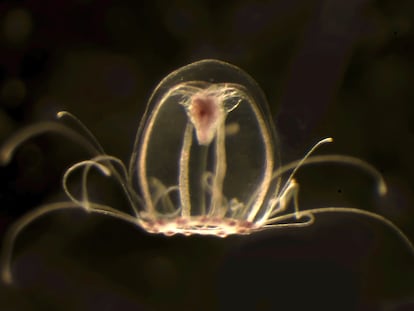 Genoma medusa