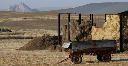 Una finca de Antequera afectada por la sequ&iacute;a.