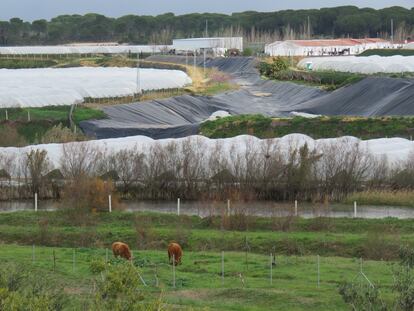 Cultivos de fresa junto al arroyo de La Cañada, en Doñana.