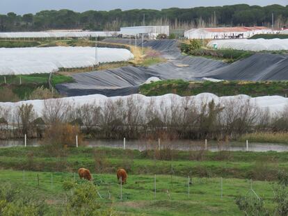 Cultivos de fresa junto al arroyo de La Cañada, en Doñana.