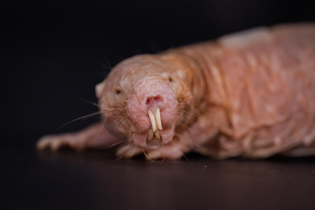 Naked mole-rat queen's power comes from a chemical signal