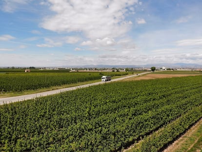 Los campos empiezan a secarse en Linyola (Lleida).