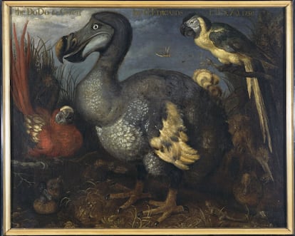 Una vieja ilustración de un dodo, realizada por Roelandt Savery.