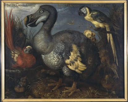 Una vieja ilustraci&oacute;n de un dodo, realizada por Roelandt Savery.