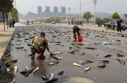 Varias personas utilizan cubos para recoger peces en una carretera de la localidad de Kaili, en la provincia china de Guizhou. La apertura accidental de la puerta de un cami&oacute;n de transporte hizo que 6.800 kilos de pescado acabaran sobre el asfalto. 