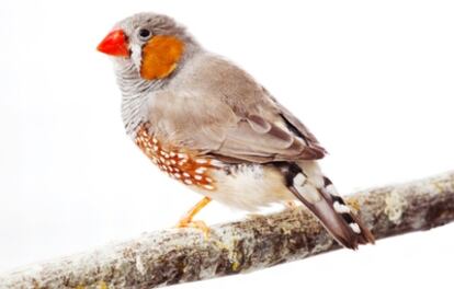 El genoma del pájaro cantor ayuda a entender los mecanismos moleculares del habla de los humanos