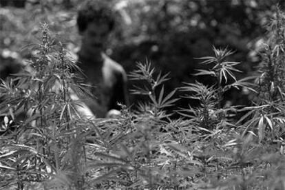 Imagen de una plantación de <i>cannabis</i> en Marruecos.