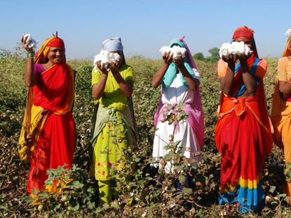 El cultivo del algodón, según la Organización Internacional del Trabajo (OIT), genera ingresos para 250 millones de personas en el mundo.