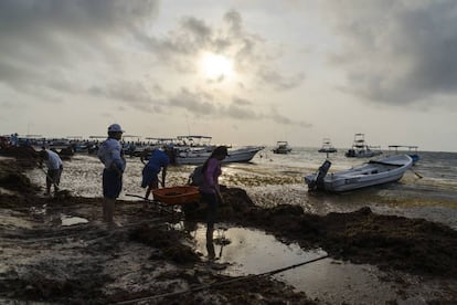 Funcionários da Prefeitura e voluntários recolhem diariamente o sargaço em Porto Morelos, uma das zonas mais afetadas pelo acúmulo da alga.